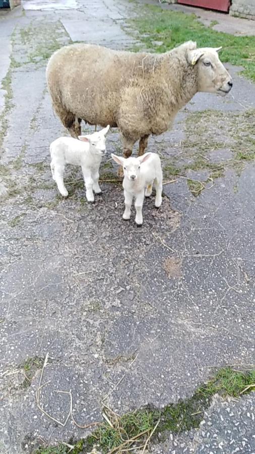 Conwy Pen Cefn Farm Holiday Abergele Bagian luar foto