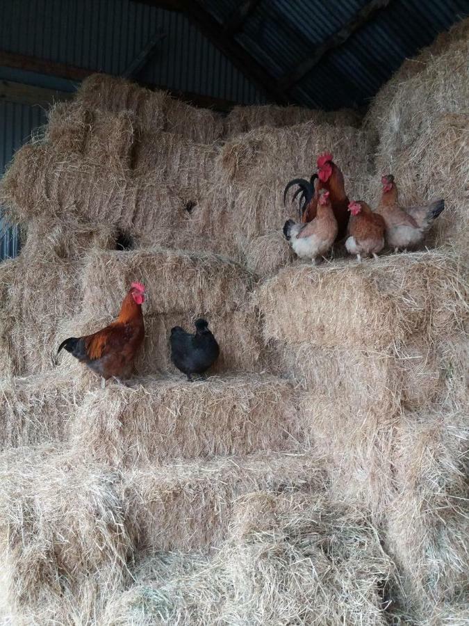 Conwy Pen Cefn Farm Holiday Abergele Bagian luar foto