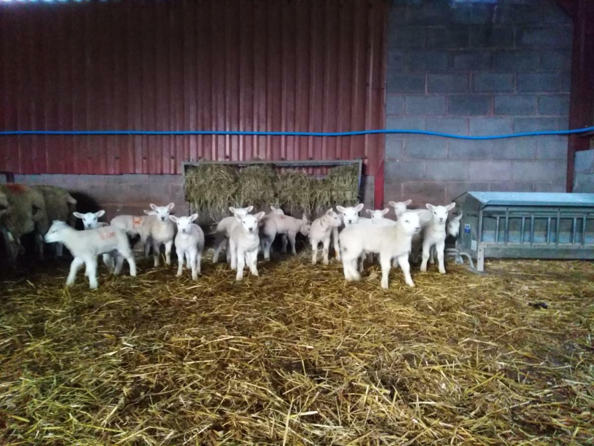 Conwy Pen Cefn Farm Holiday Abergele Bagian luar foto
